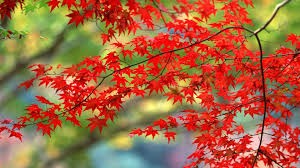 autumun